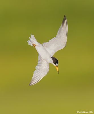 Least Tern