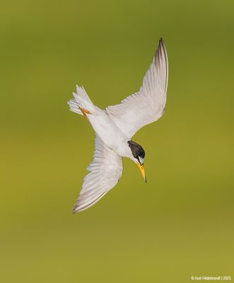 Least Tern