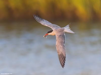 CommonTern228c7305.jpg