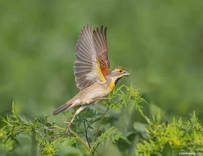 Dickcissel