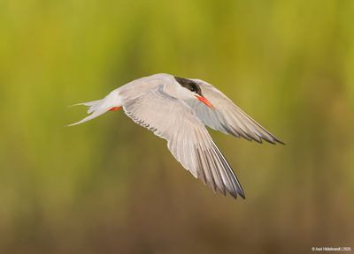 Common Tern