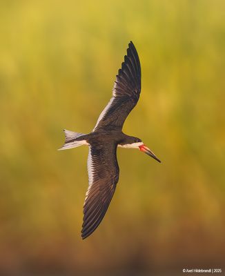 Black Skimmer