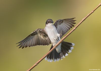 Eastern Kingbird