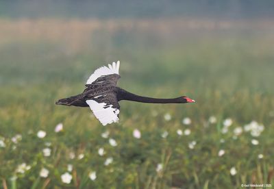 BlackSwan01c1054.jpg