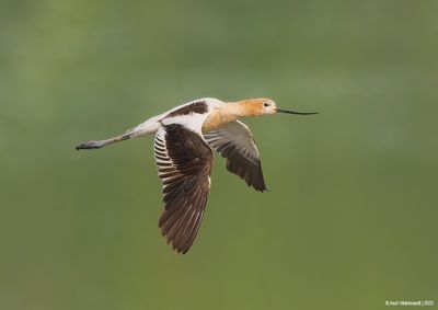 American Avocet