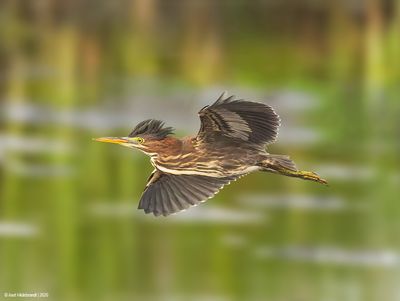 GreenHeron40c0379.jpg