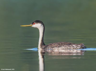 Western Grebe