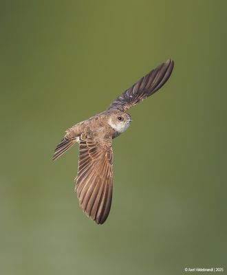 Bank Swallow