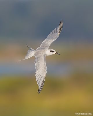 Forster'sTern31c9844.jpg