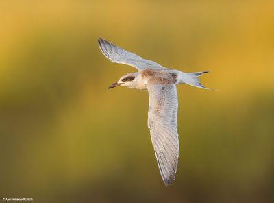 Forster's Tern