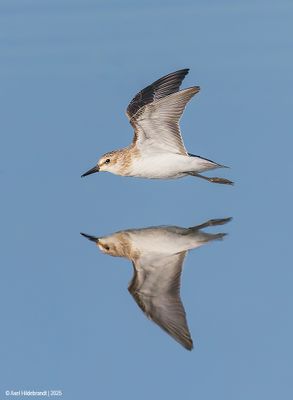 SemipalmatedSandpiper12c0609.jpg