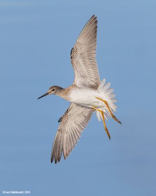 Greater Yellowlegs