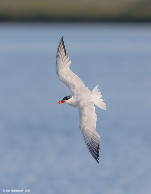 Caspian Tern