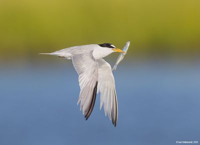 Least Tern