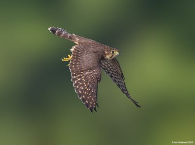 Merlin03c4640.jpg