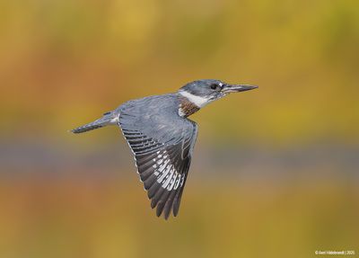 Belted Kingfisher