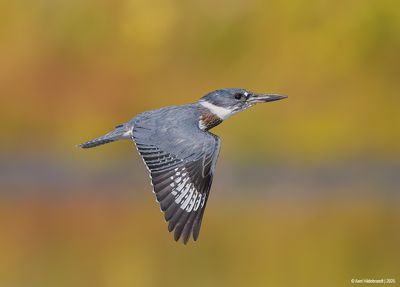 Belted Kingfisher