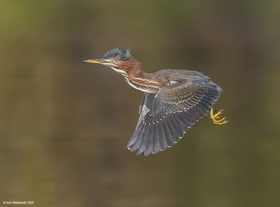 Green Heron
