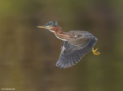 Green Heron