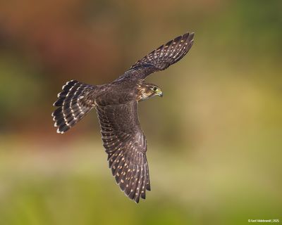 Merlin