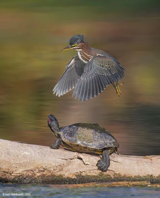 Green Heron