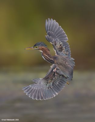 GreenHeron43c9842.jpg