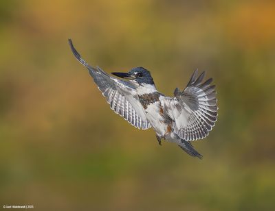 Belted Kingfisher