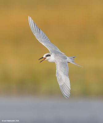 Forster's Tern