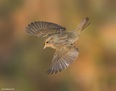 Nelson's Sparrow