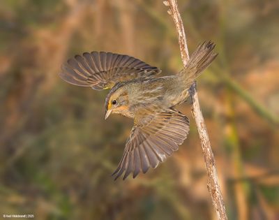 Nelson'sSparrow02c4541.jpg