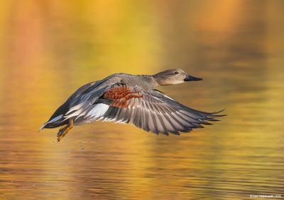Gadwall