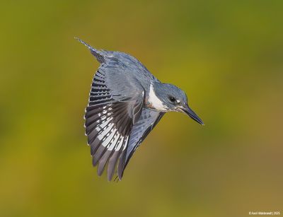 Belted Kingfisher
