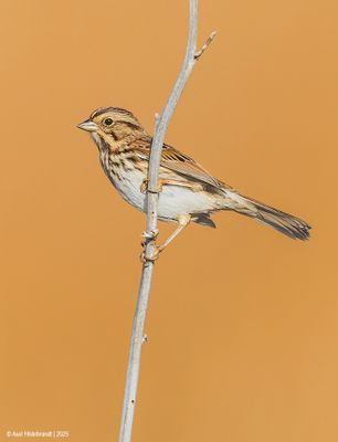 Song Sparrow