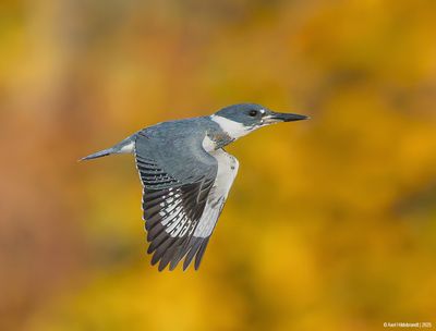 BeltedKingfisher58c7137.jpg