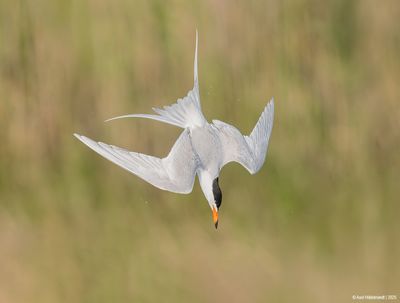 Forster's Tern