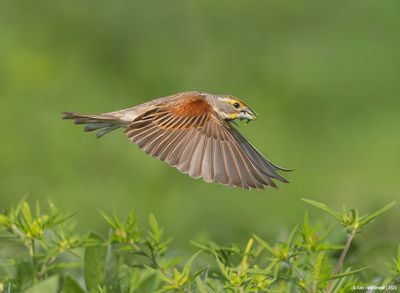 Dickcissel11c0567.jpg