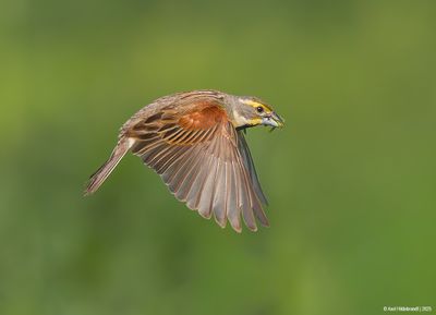 Dickcissel