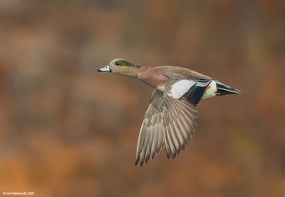 American Wigeon