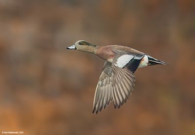 American Wigeon