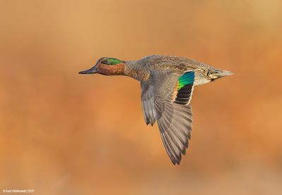 Green-winged Teal