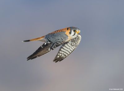 AmericanKestrel12c7167.jpg