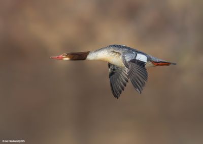 CommonMerganser64c3111.jpg