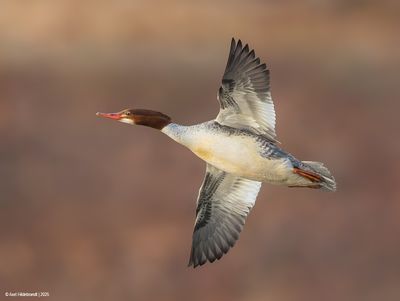 CommonMerganser65c3730.jpg