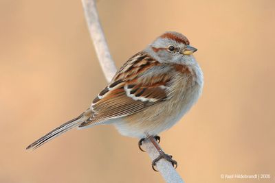 TreeSparrow12c.jpg