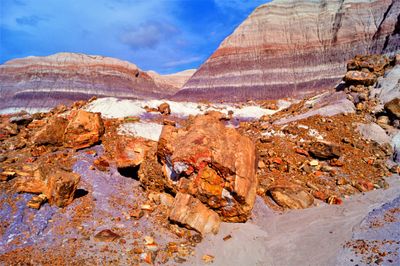 petrified forest 