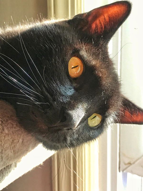 my_cats