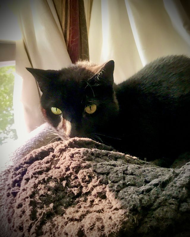 my_cats