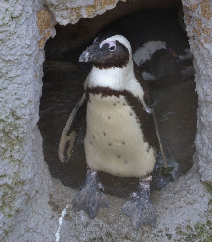 African Penguin