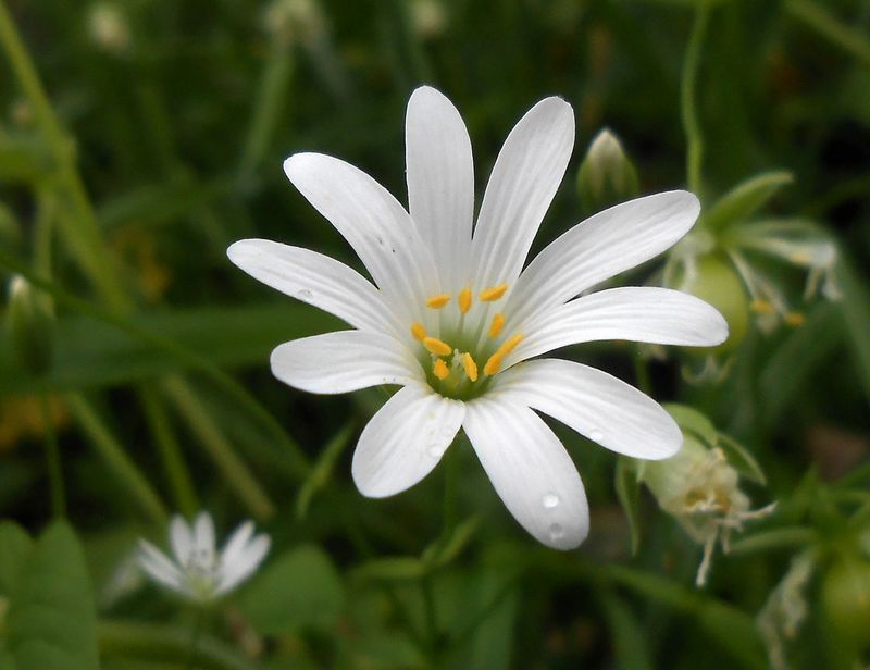 Greater Stitchwort near castle