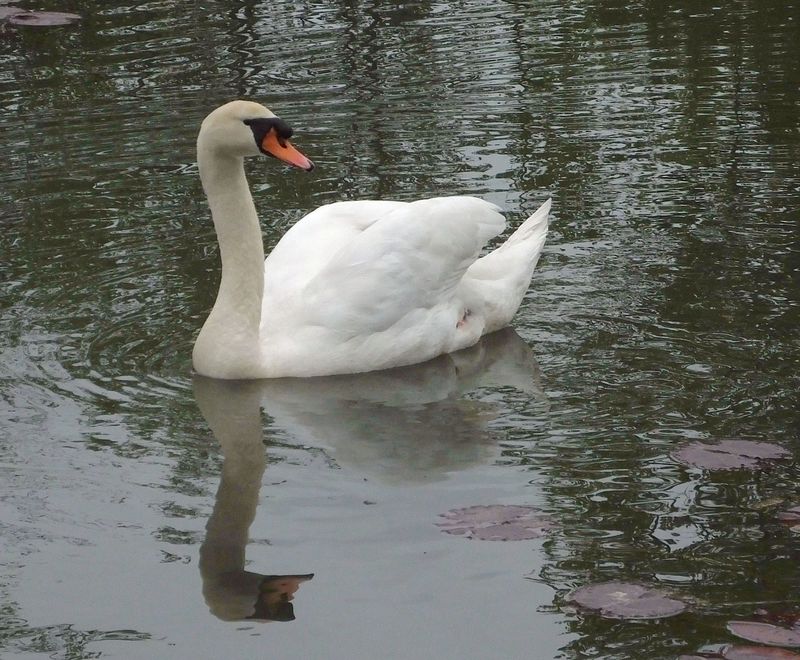 Swan_Tivoli Park
